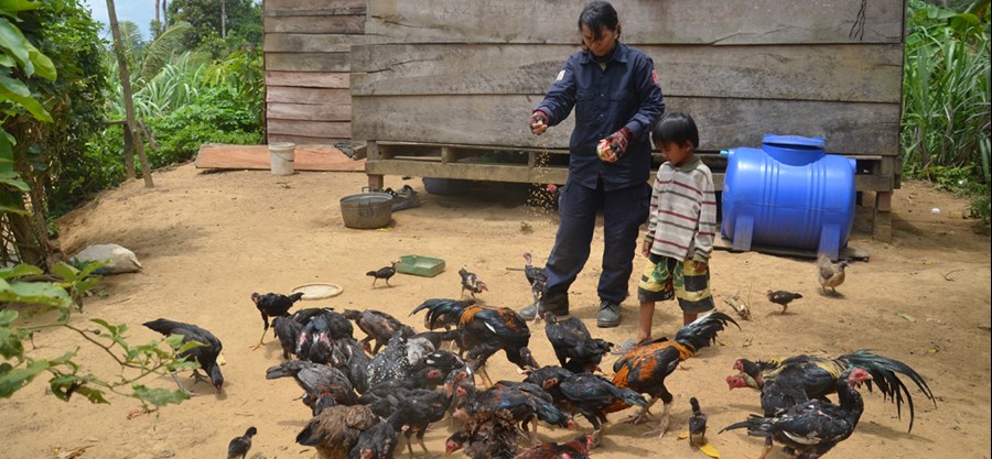 Raising chickens in Phnum Rai on land cleared by HALO