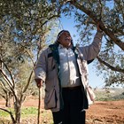 Kayyed-in-his-olive-grove-halo-trust.jpg
