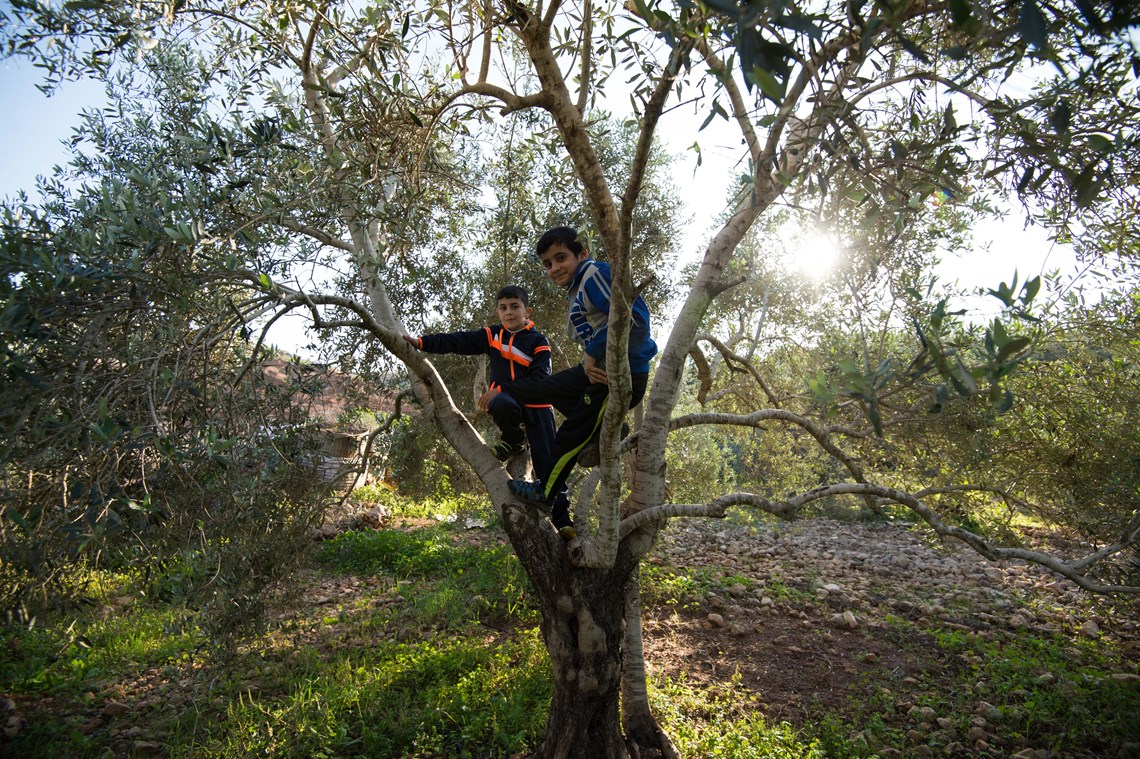 Karam plays with his friend in his grandfather's olive grove, HALO Trust.