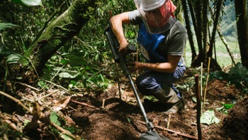 A deminer wearing PPE crouches between plants and uses their metal detector just above the soil