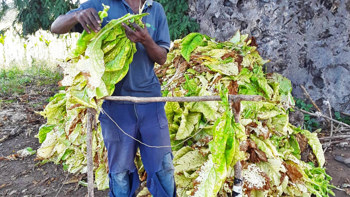 Joshua stands in front of his crop in Zimbabwe