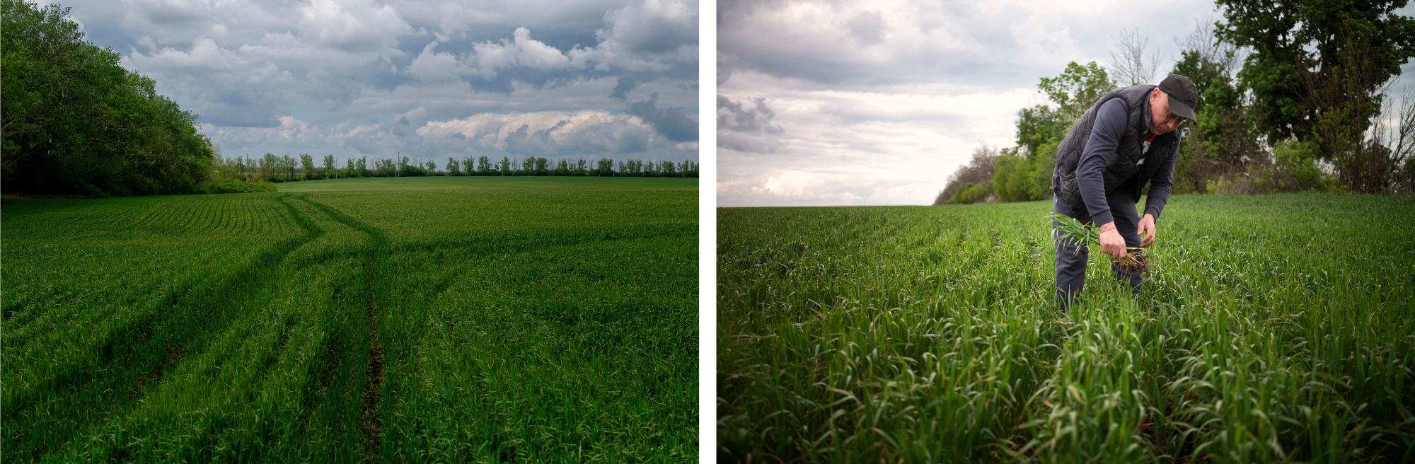 Farmer Yaroslav and his field of crops