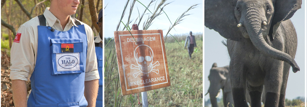 Collage of Prince Harry in Angola, a mine warning sign, and an elephant