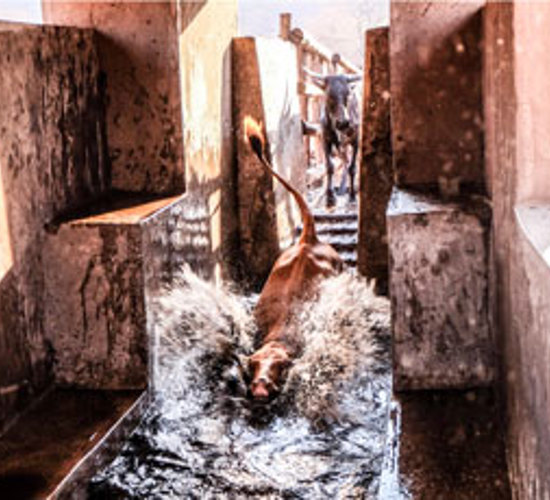 A farmer dips his cattle to protect them from disease