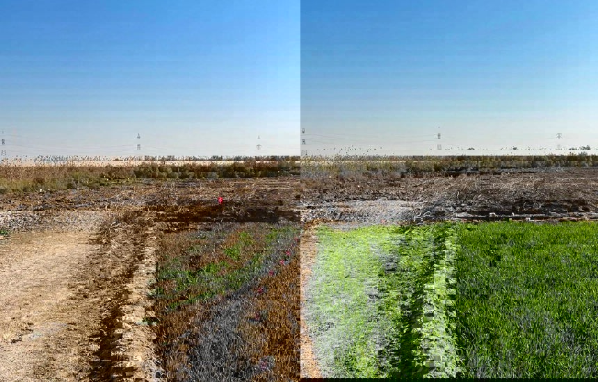 A growing crop next to land which is contaminated with explosives and can't be planted