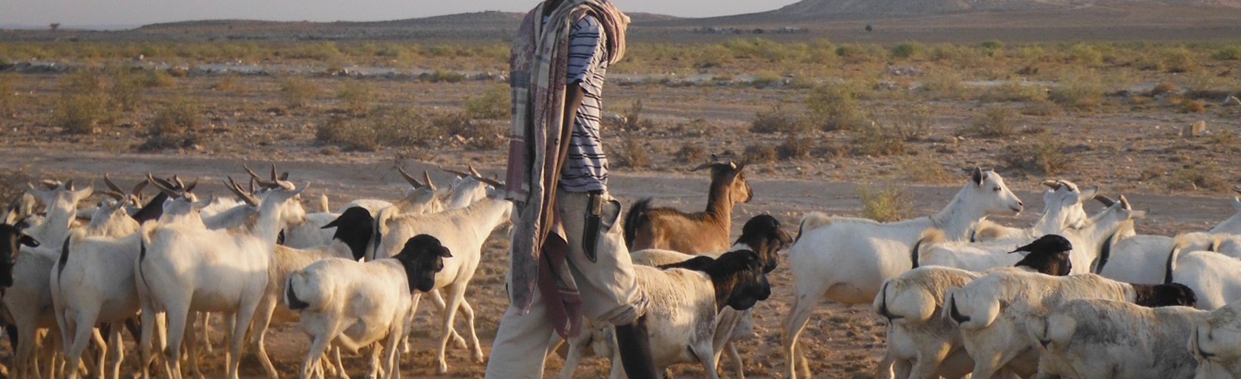 Man with sheep in Somliland, HALO Trust.