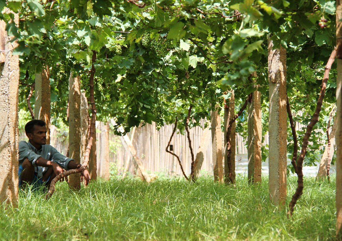 A beneficiary from Jaffna sitting in his vine yard.