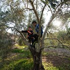 Karam-plays-with-his-friend-in-his-grandfather's-olive-grove-halo-trust.jpg
