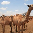 Qorilugud-herders-somalia-halo-trust.jpg