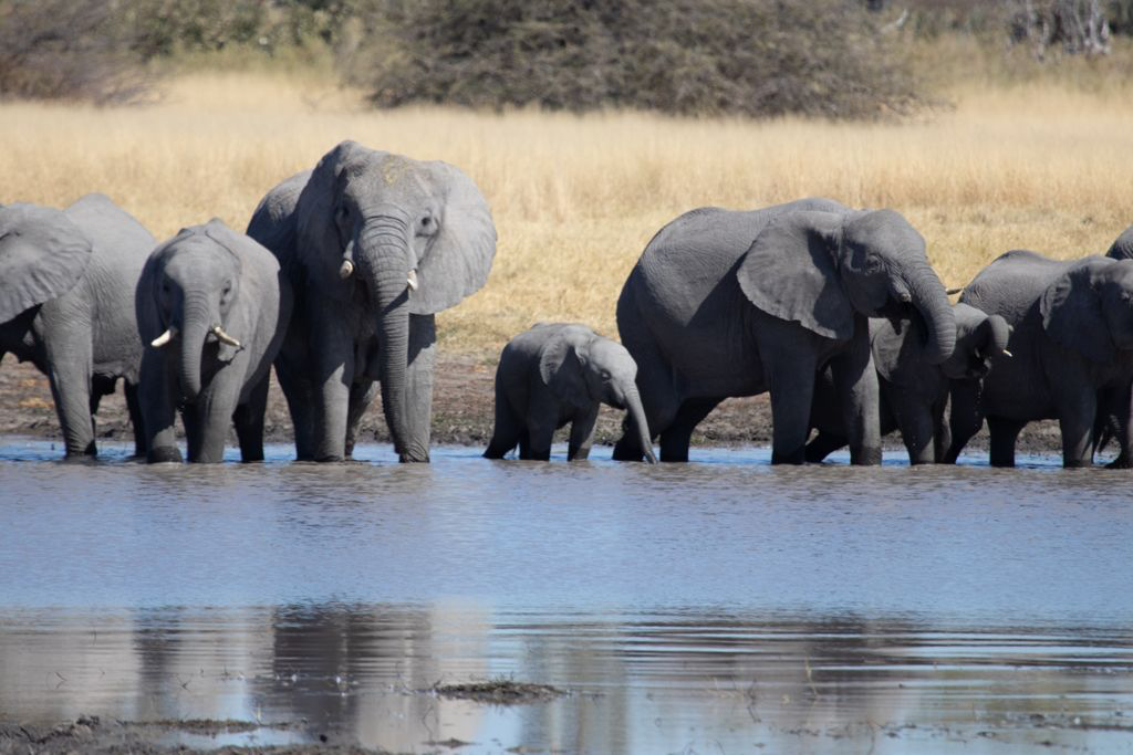 Okavango-Elephant-2-1