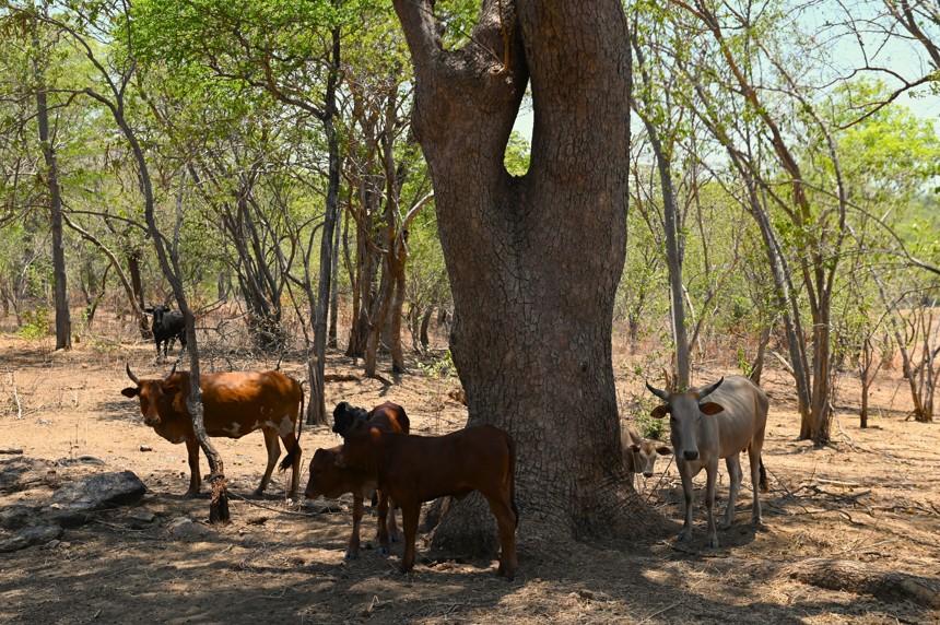 Cattle grazing near a minefield in Zimbabwe