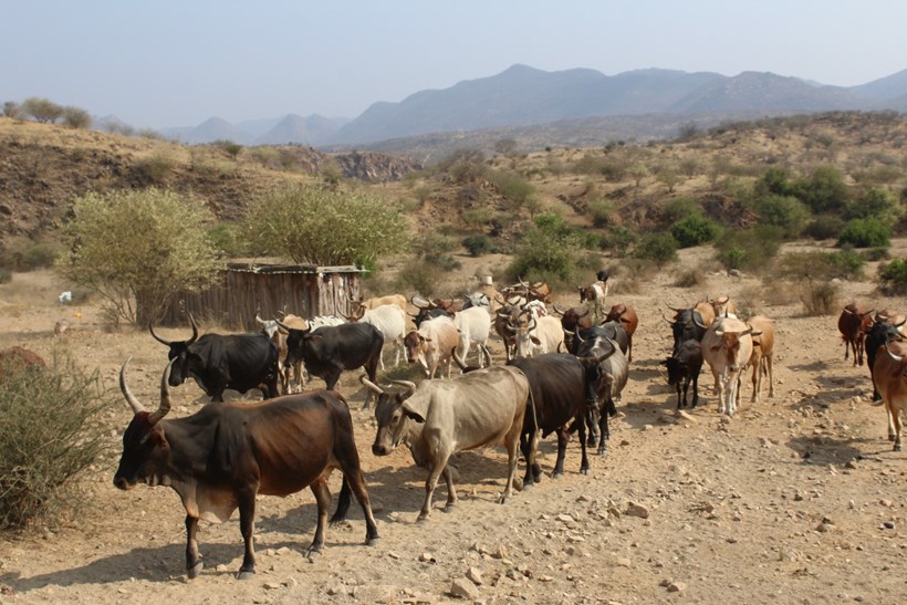 Herds of cattle pass through Kanenguerere village in Angola. HALO's 100 Women in demining have just started work here to clear the surrounding minefields.