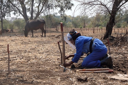 A female deminer prepares her clearance lane, Minefield 46, Zimbabwe.