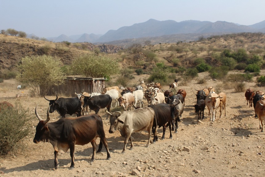 A herd of cattle in Angola