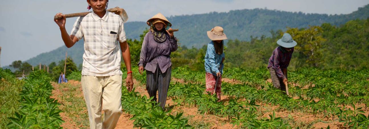 A group of farmers walk through a field in Cambodia wearing hats and carrying farming tools