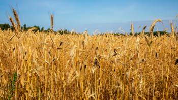 From farmers fields to minefields