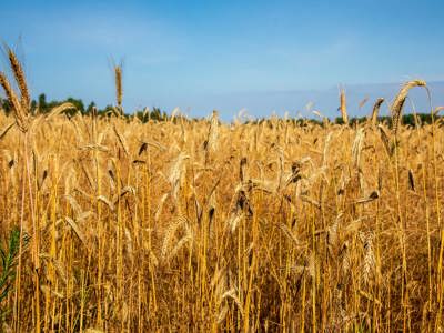 Link to From farmers fields to minefields