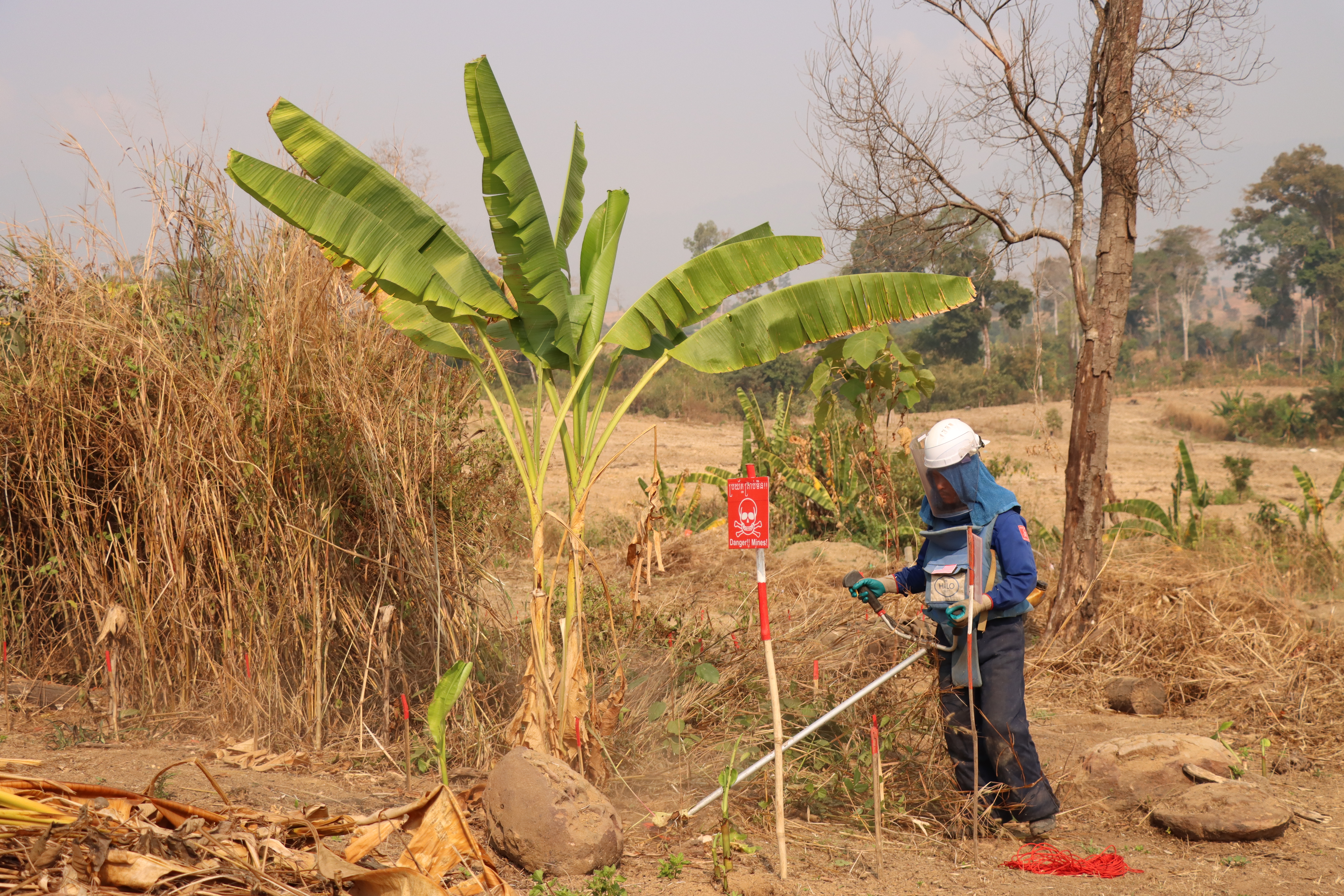 HALO deminer working in agricultural land in Cambodia