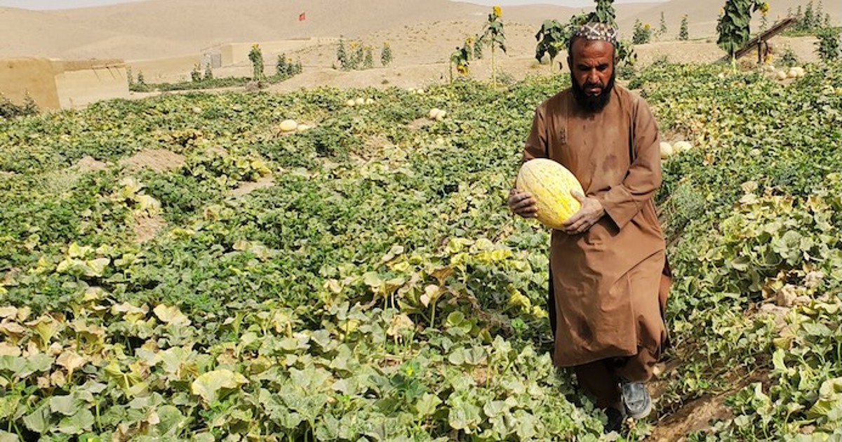 Hunger and war: conflict, food security and nutrition
