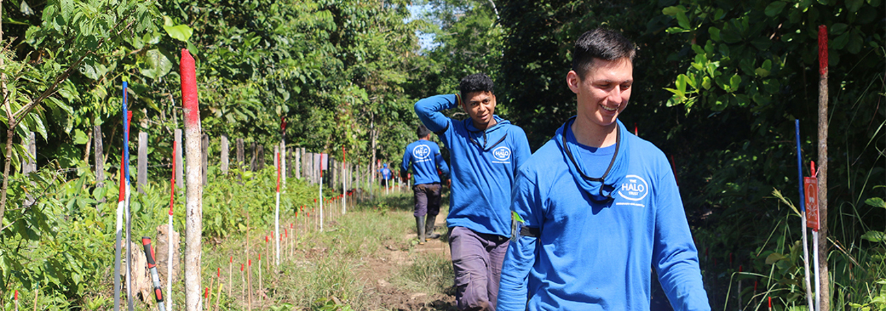 HALO staff walk through a field of marked mines