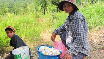 A Precious Harvest Among the Landmines