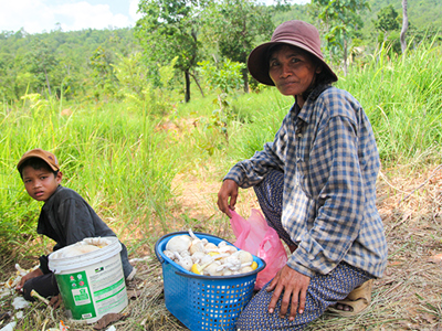 Link to A Precious Harvest Among the Landmines