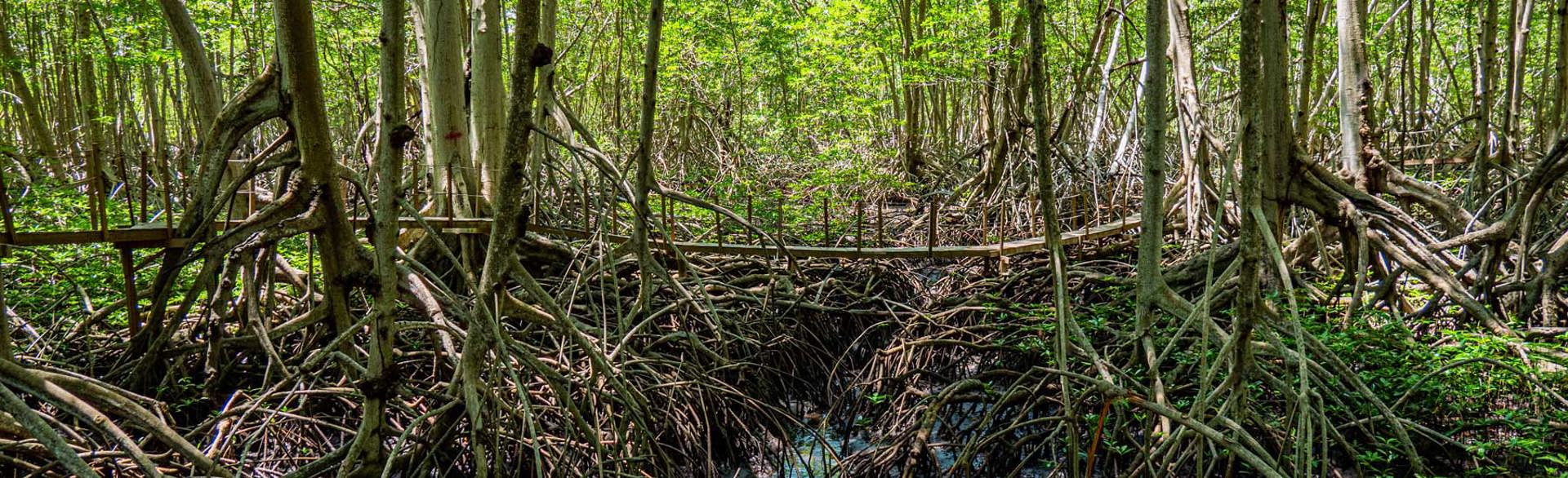 A shot of mangroves in El Salvador