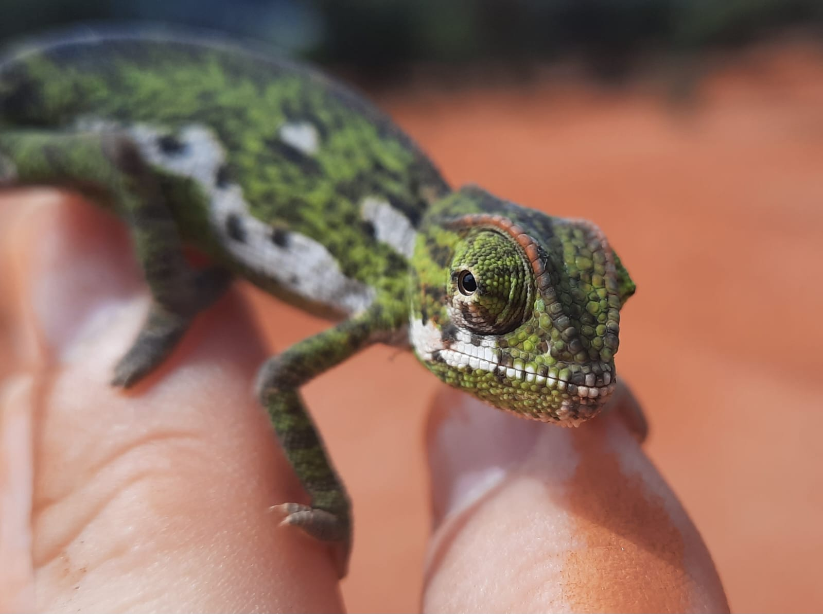 chameleon-image001