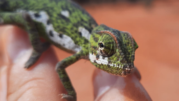 A close up image of a rare Somali chameleon found at the Khaatumo minefield on the Somalia-Somaliland border