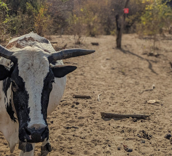 A bull standing in the sand in Zimbabwe