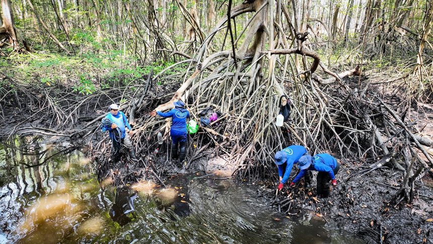 Deminers carry out demining activities around a mangrove