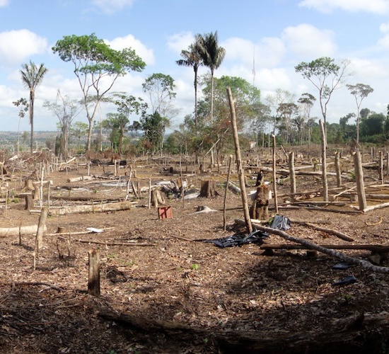 Damaged woodland and dead trees in the aftermath of conflict