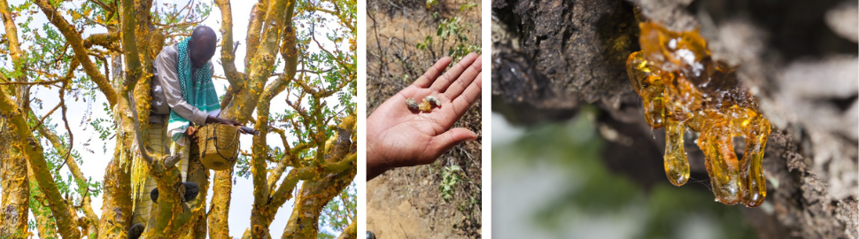 The process of producing resin from the frankincense tree
