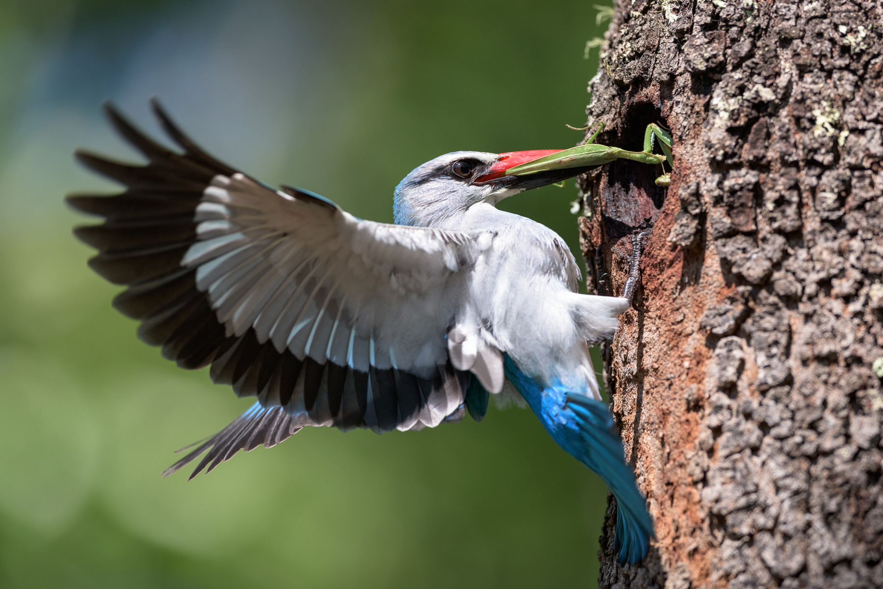 A colourful bird against the side of a tree in Angola