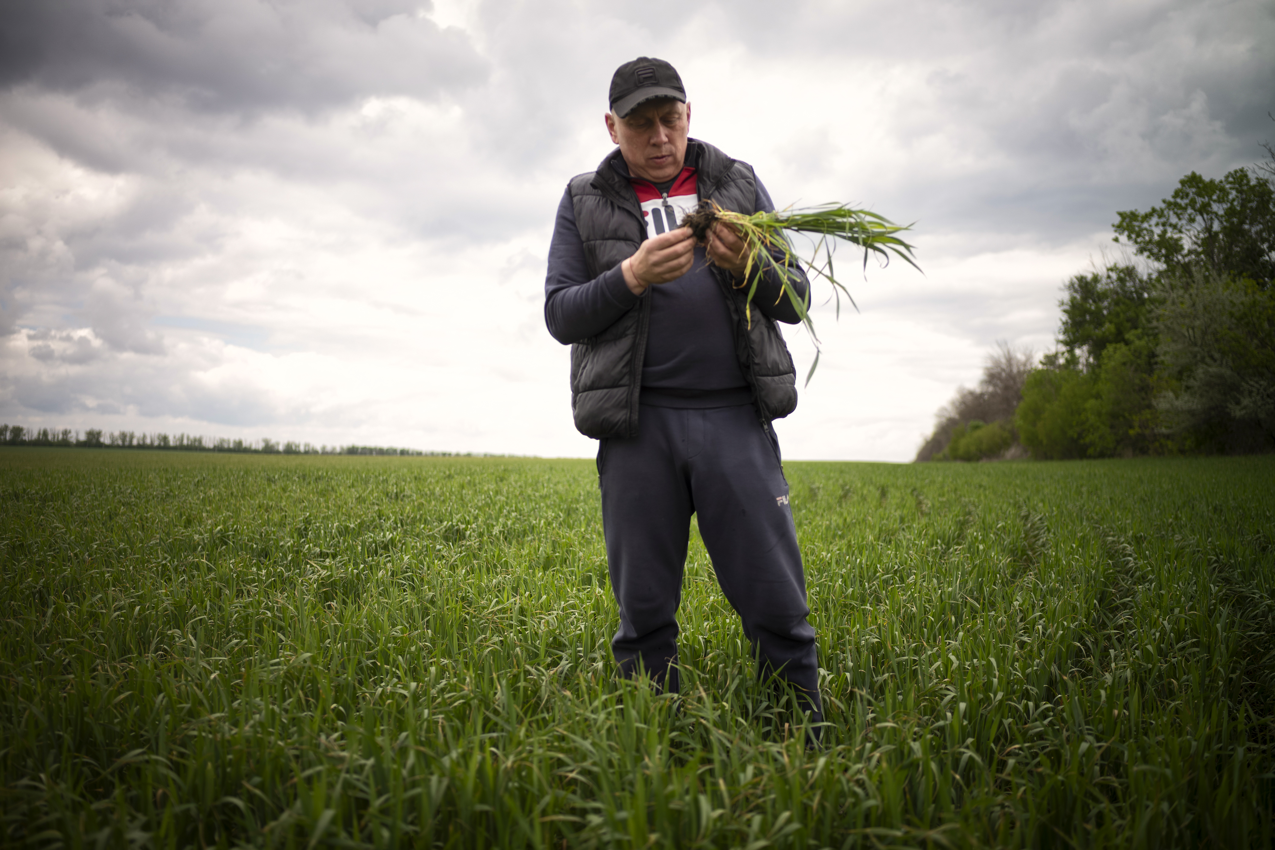 Farmer-Yaroslav-inspects-crop-20250508-Husarivka-040