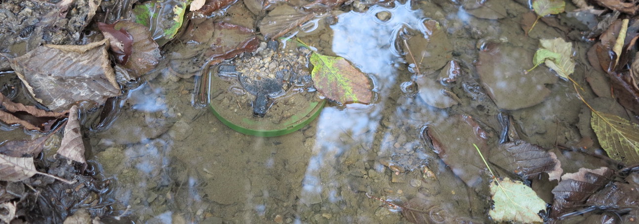 A landmine hidden under leaves in a muddy puddle 