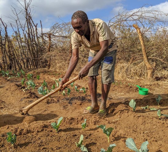 Willard Nyadoro tends to his crop in Musanzikwa village, Zimbabwe