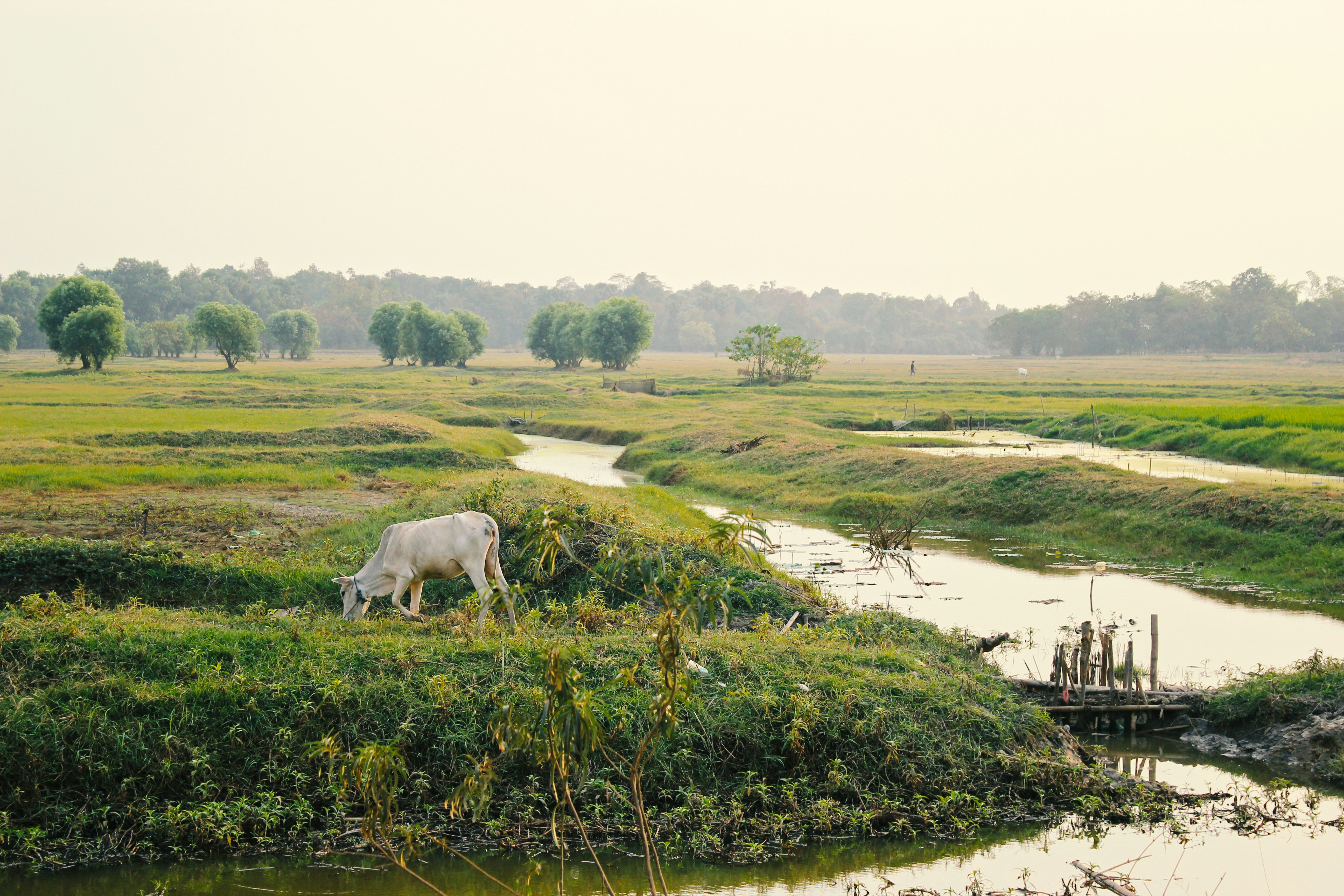 Green Myanmar fields with cattle grazing