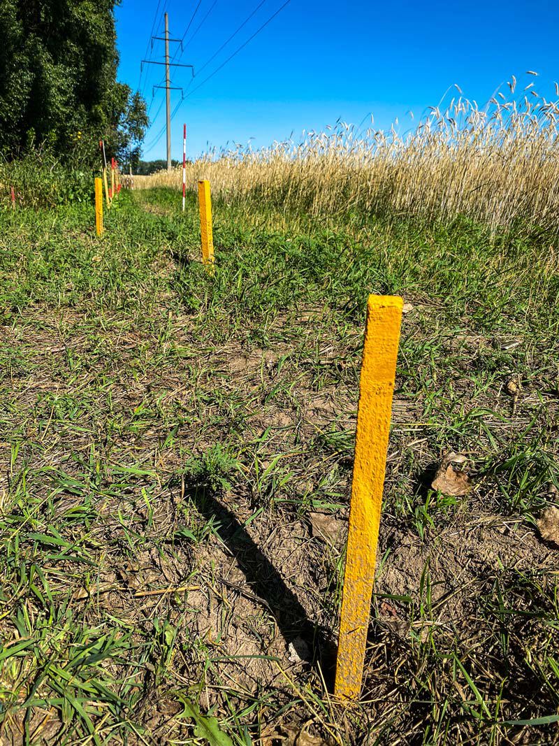 Sticks in the ground marking a minefield next to a wheat crop in Ukraine