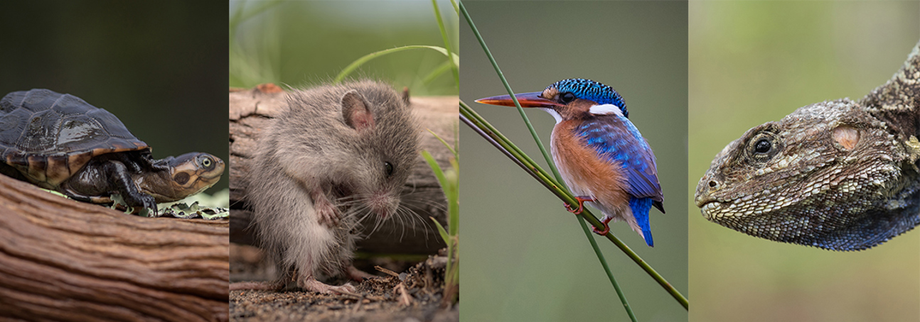 Close up photos of a turtle, mouse, bird and lizard