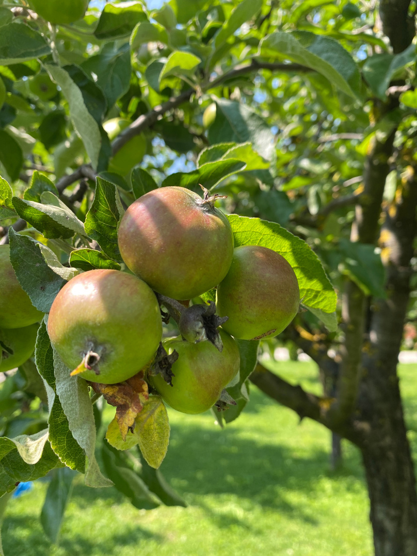 Apples growing on a tree