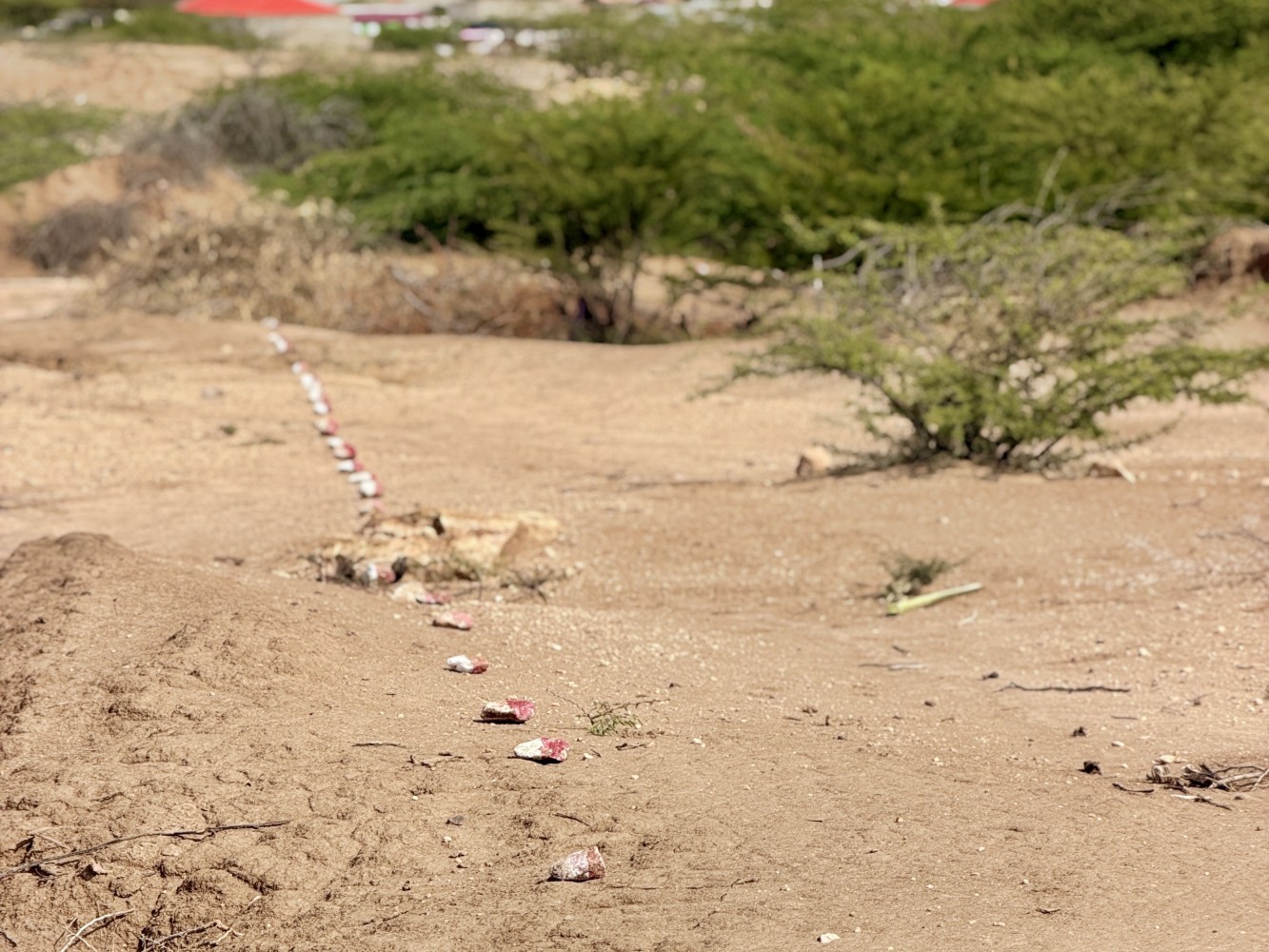 A trail of stones painted white and red in Somalia. The white side indicates safety and the red side indicates danger.