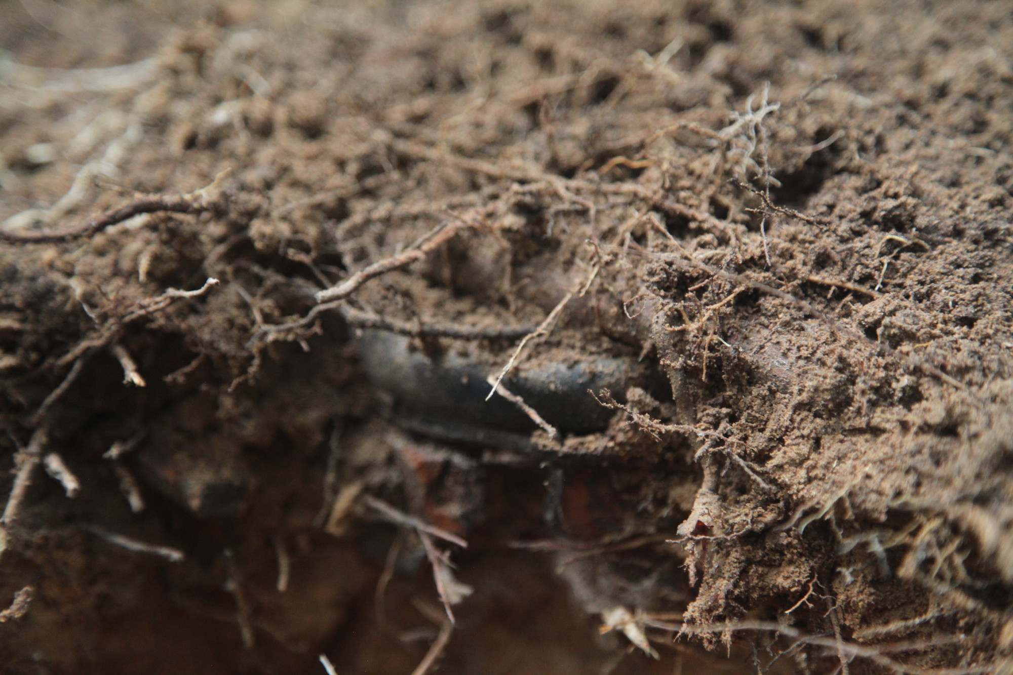 A small mine sits partially hidden in soil and plant roots.