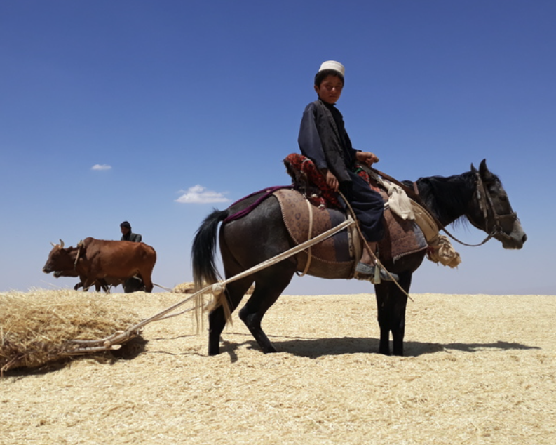 A young boy sits on a horse carrying hay in Afghanistan
