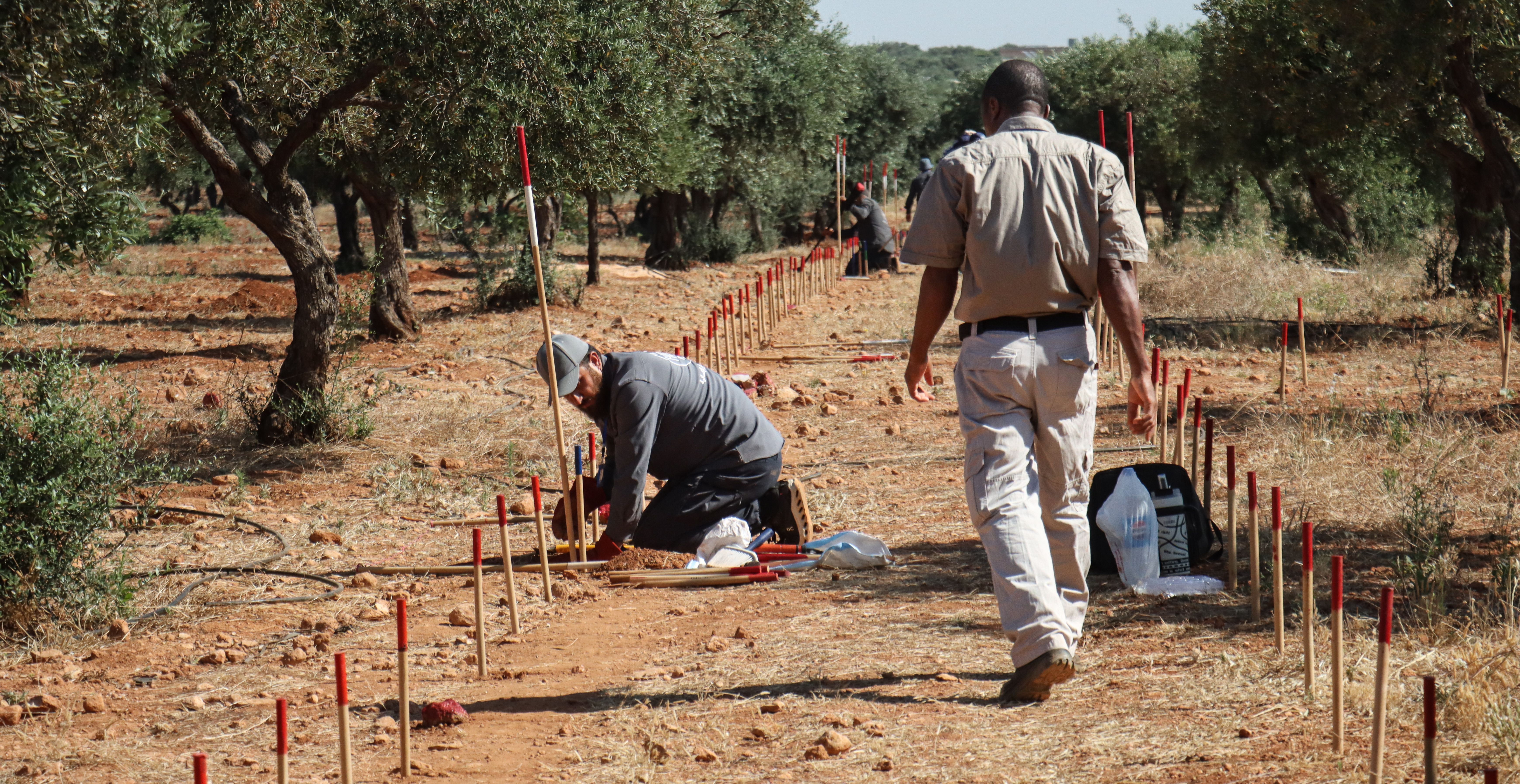 A man oversees a trainee deminer in an olive grove in Idlib, Syria