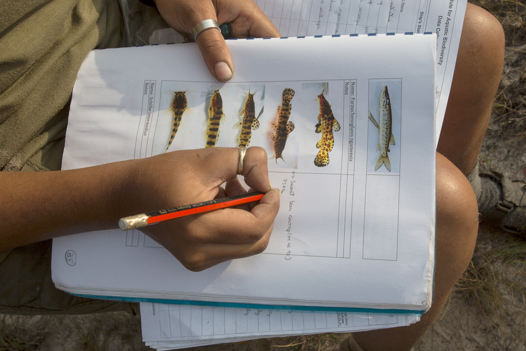 Notes and images of different types of fish found in the Okavango river