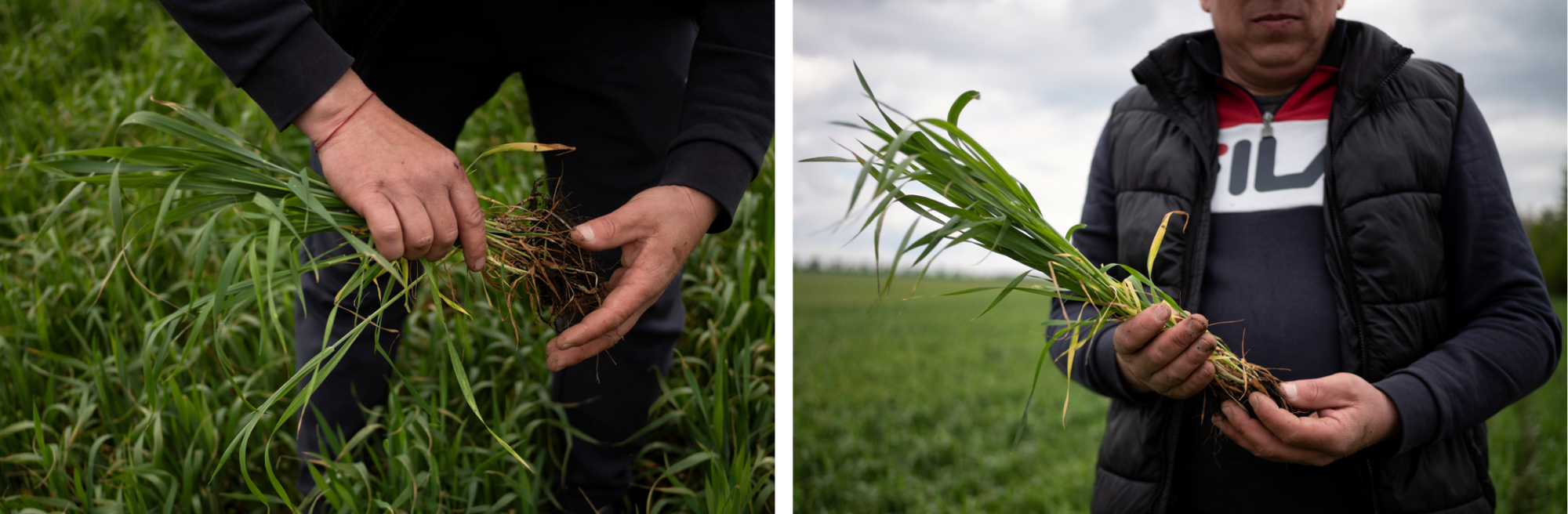 Farmer Yaroslav picks the crops from his field