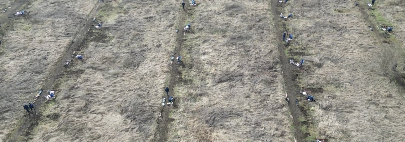 Aerial image showing three lanes in a field where HALO Trust deminers are clearing landmines