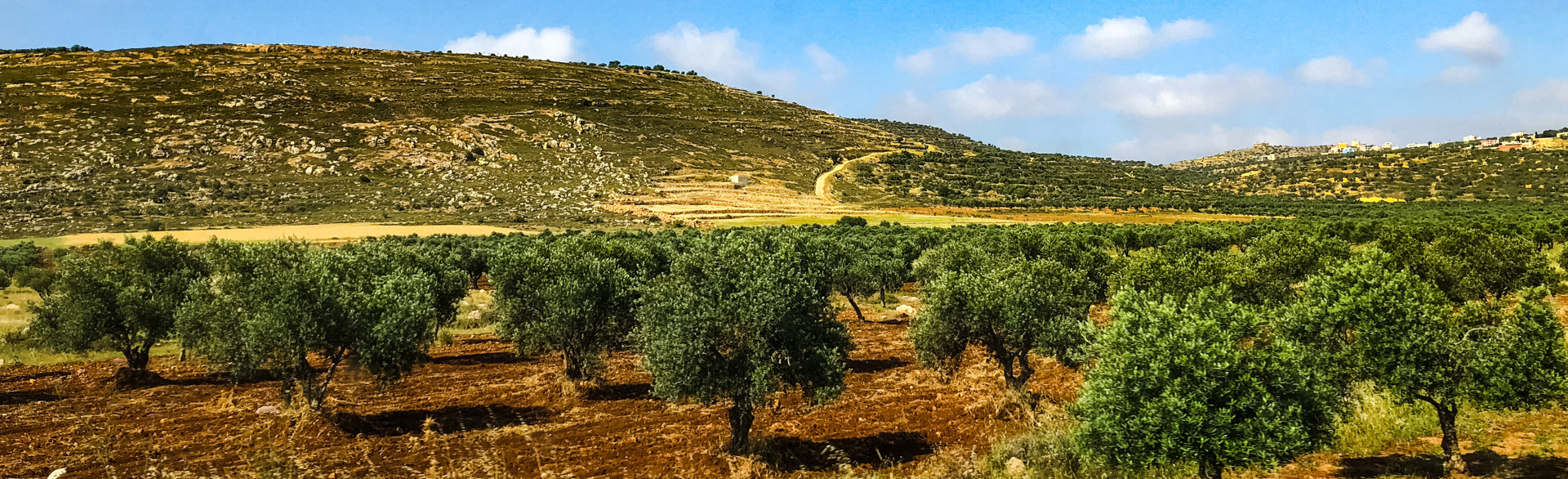An-Nabi Elyas olive grove in West Bank, cleared by HALO