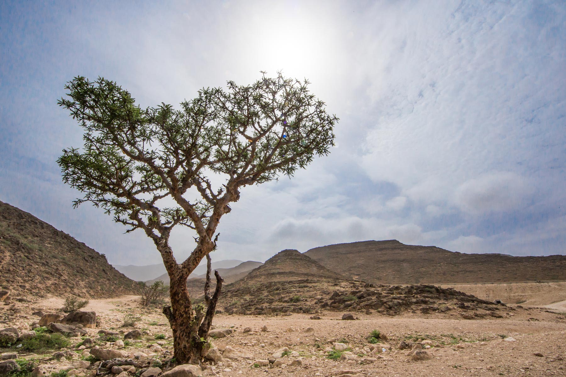 frankincense-tree-halo-trust